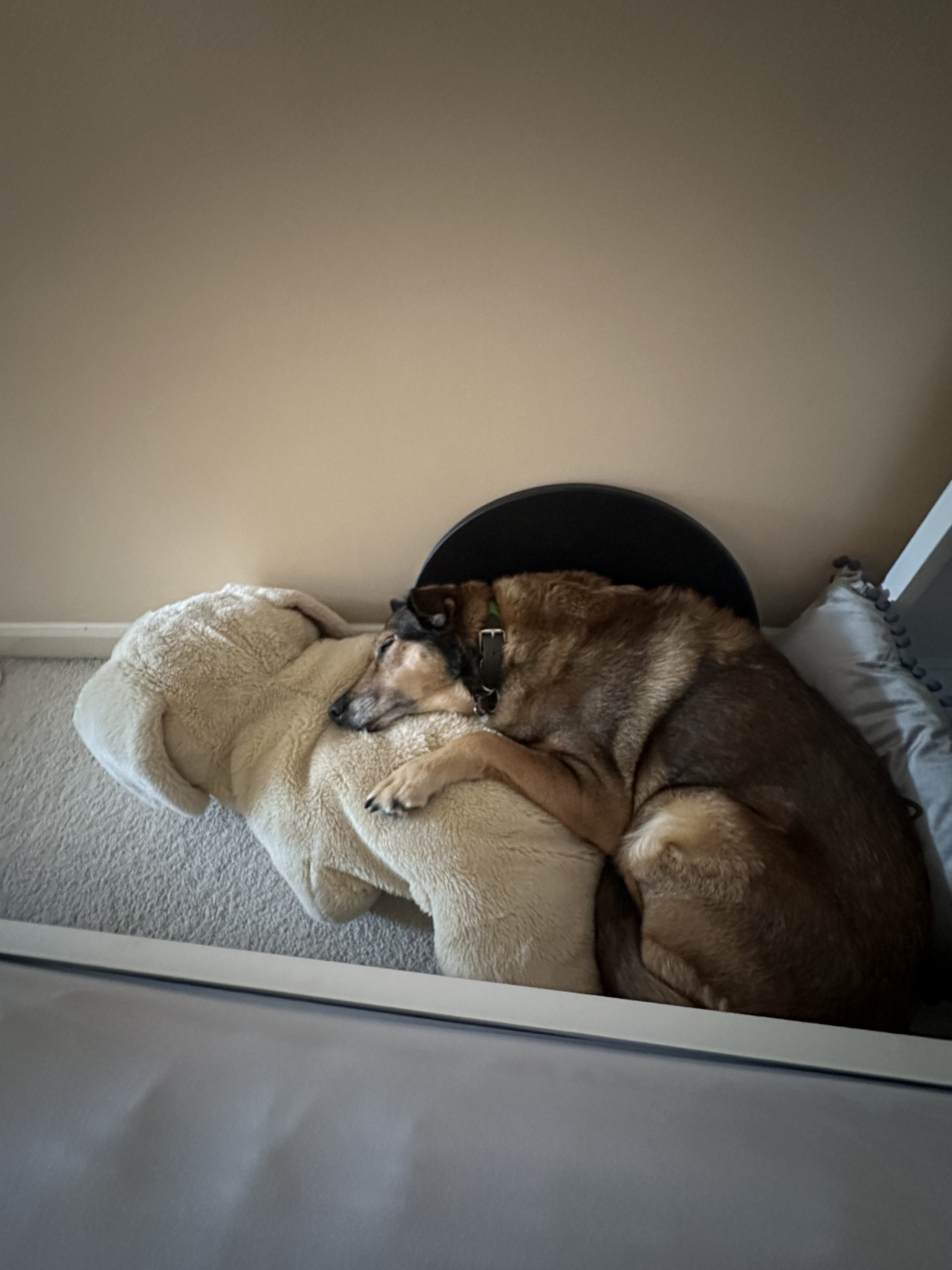 Bella curled up asleep on the cabin floor with her paw over her plush toy