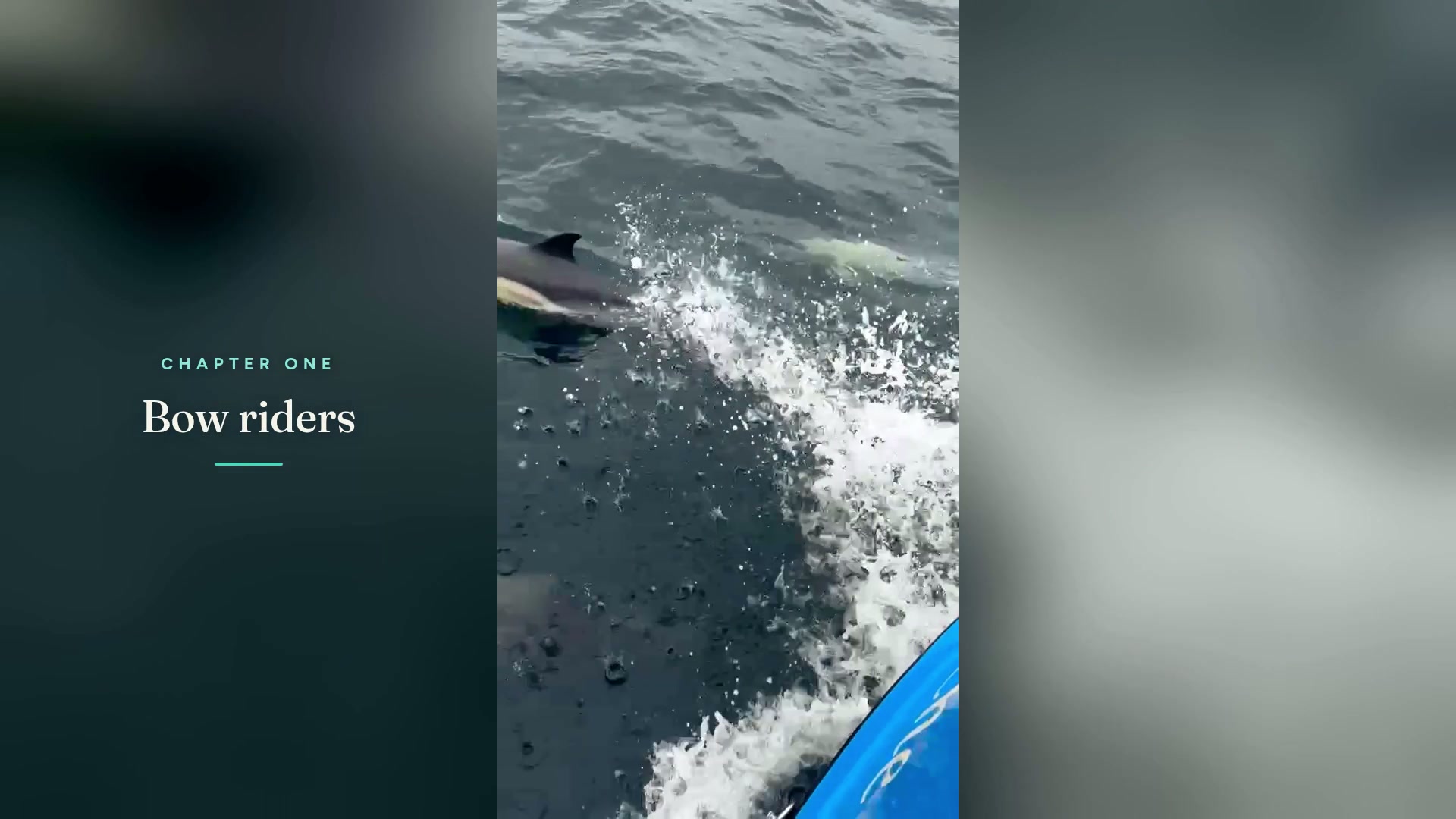 Dolphins swimming alongside Che Bella Vita