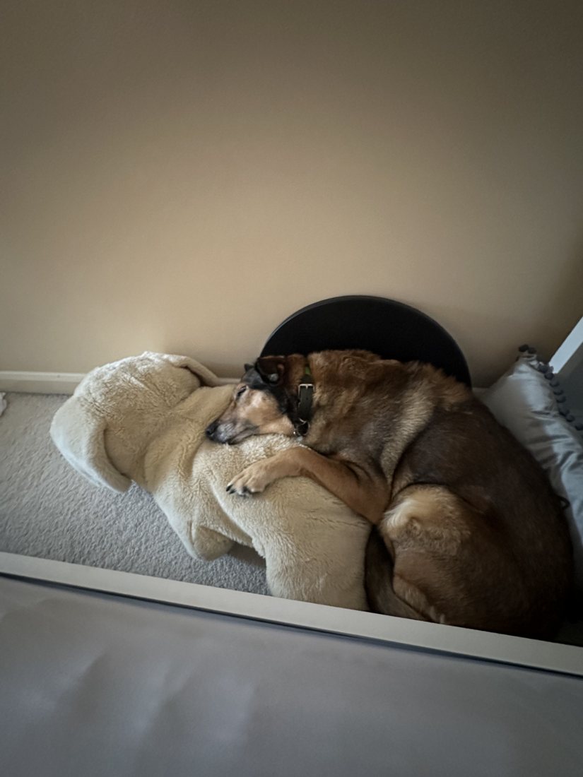 Bella, the ship's dog, asleep with her soft toy