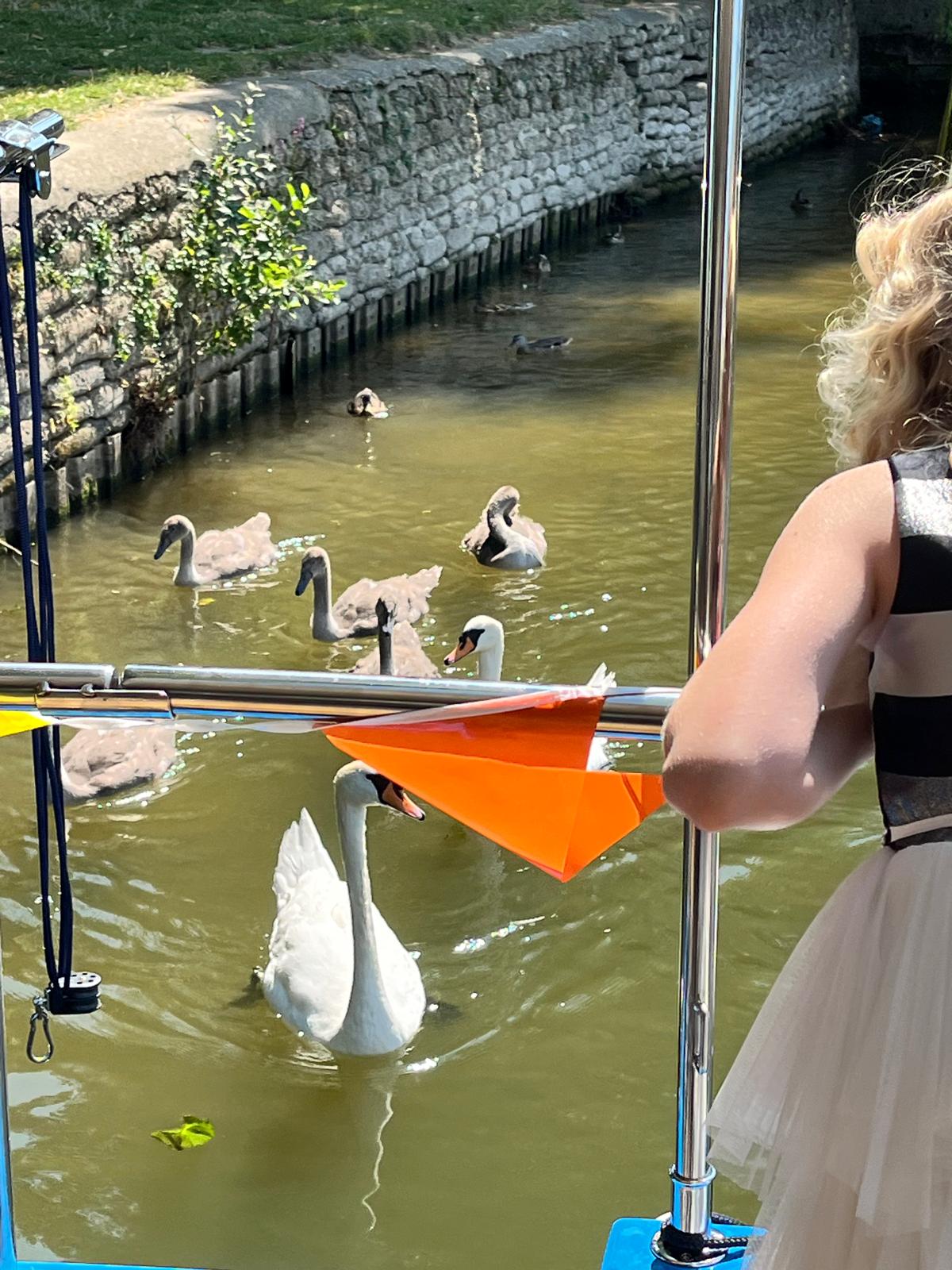 Swans and cygnets swimming alongside Che Bella Vita while a child watches from the deck