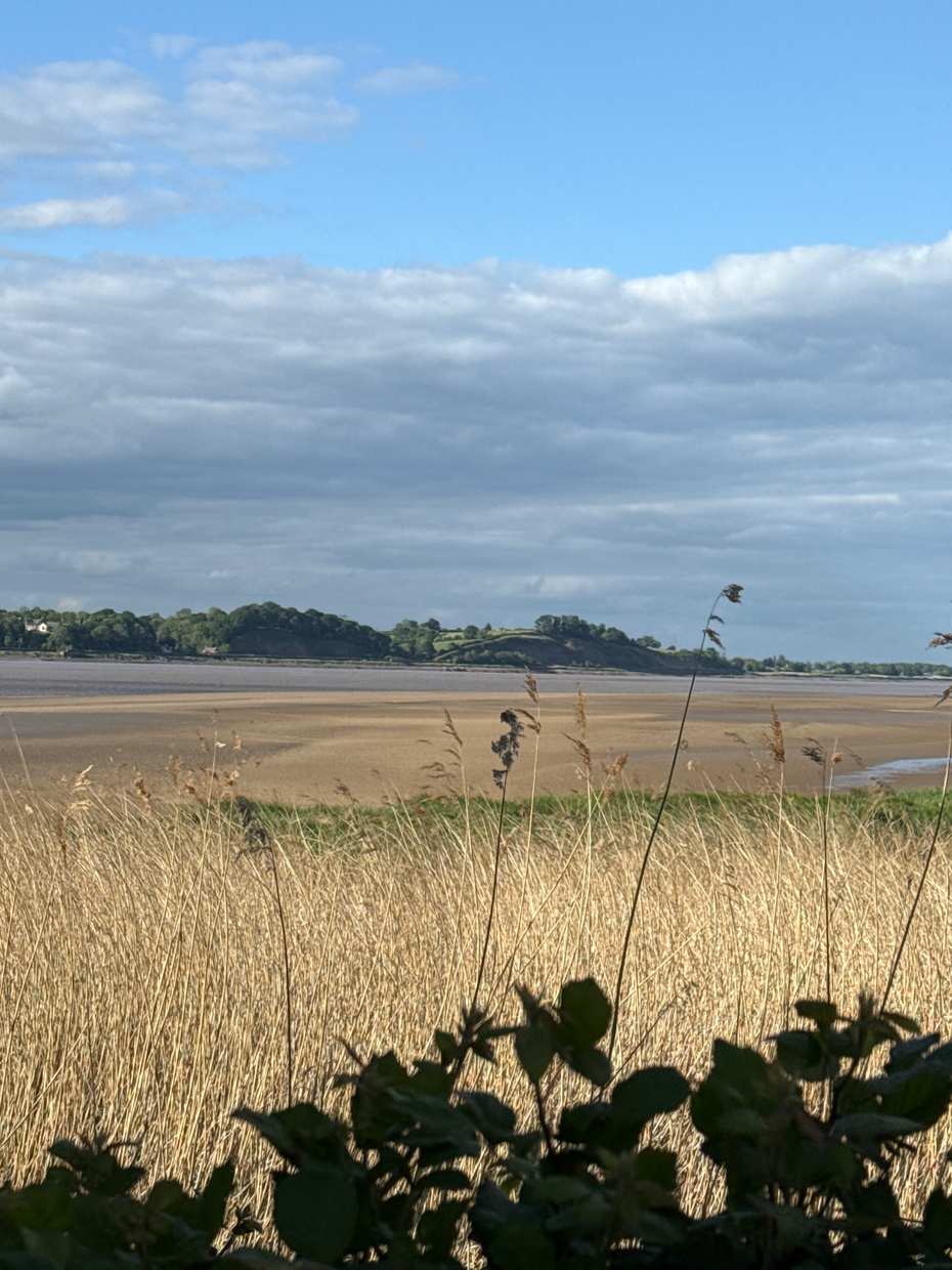 Reeds and sandbanks along the Severn estuary